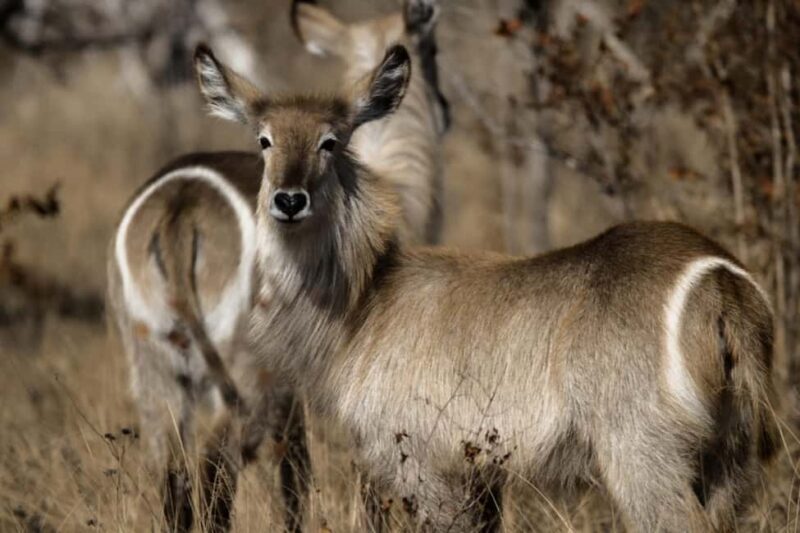 Kruger National Park Full-Day Safari - Wildlife Encounters and the Big 5
