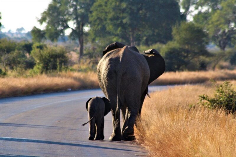 Kruger National Park Full-Day Safari - The Itinerary in Detail