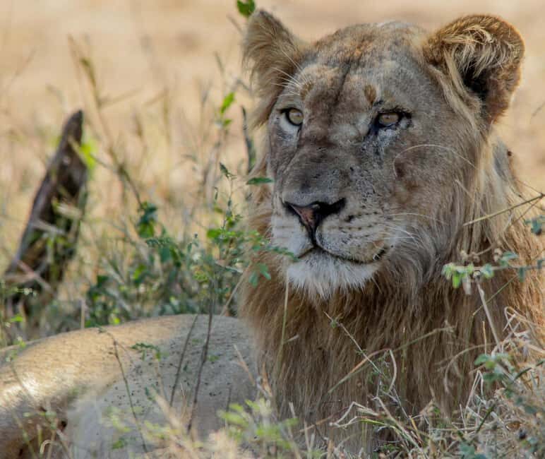 Kruger National Park Full-Day Safari - Comfort and Practicalities