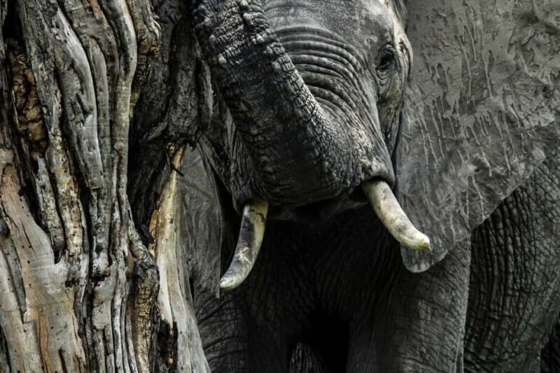 Kruger National Park Full-Day Safari - The Guides: Knowledge, Enthusiasm, and Fun