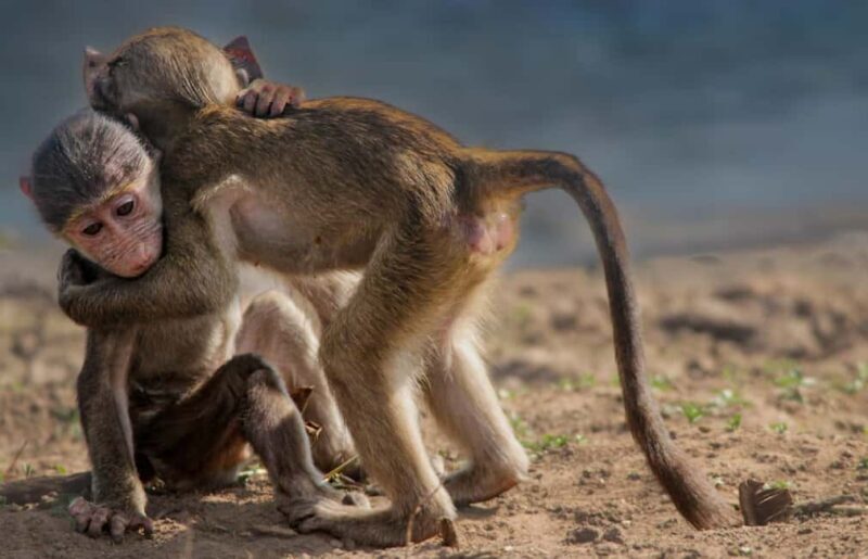 Kruger National Park Full-Day Safari - The Overall Value: Is It Worth It?