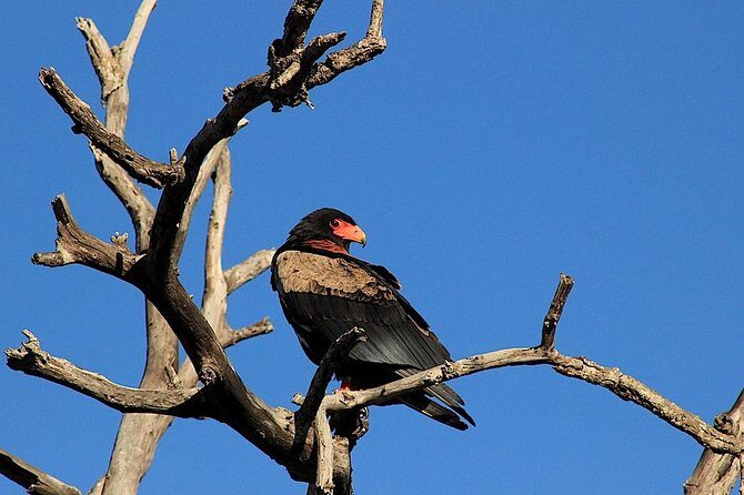 Kruger National Park Full Day Safari Tour - An In-Depth Look at the Kruger Safari Experience