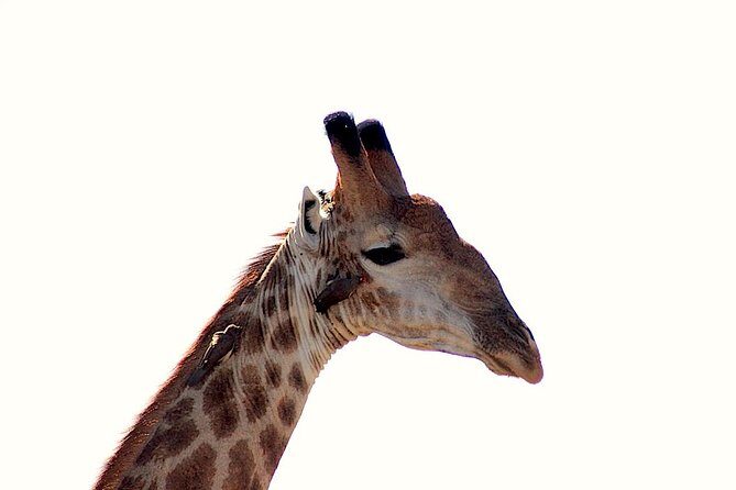 Kruger National Park Full Day Safari Tour - What Travelers Should Pack