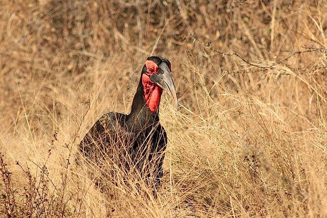 Kruger National Park Full Day Safari Tour - Final Thoughts