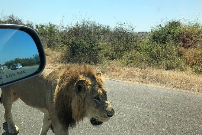 Kruger National Park Full-Day Tour - An Overview of the Tour Experience
