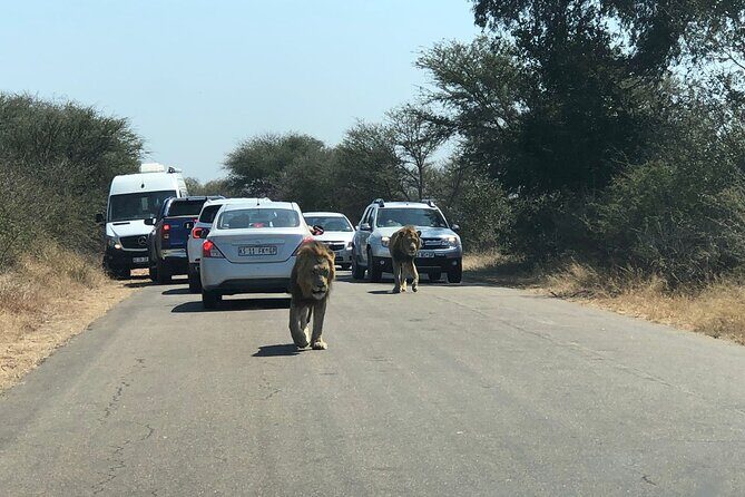 Kruger National Park Full-Day Tour - The Experience of the Guides and Reviews
