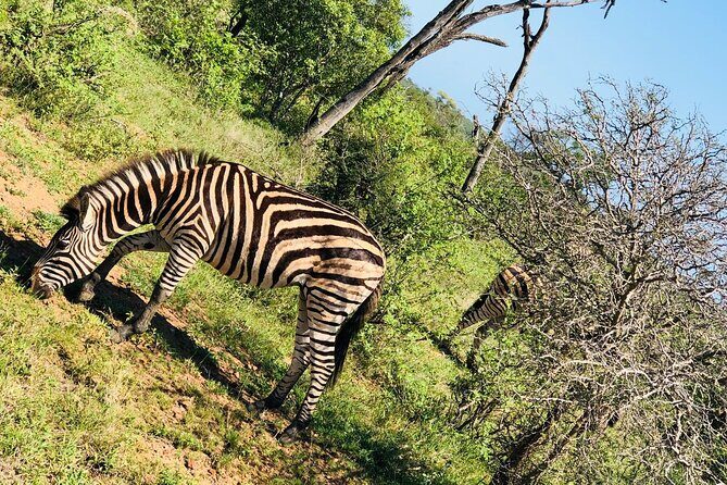 Kruger National Park Full-Day Tour - Who Should Consider This Tour?