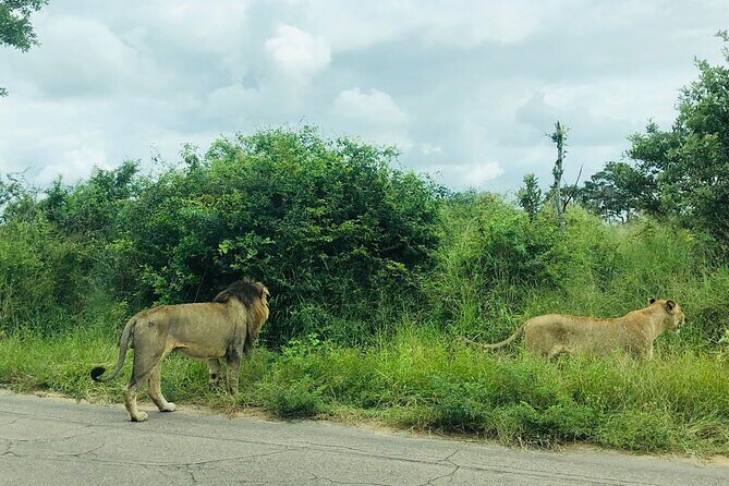Kruger National Park Full-Day Tour - Final Thoughts: Is It Worth It?