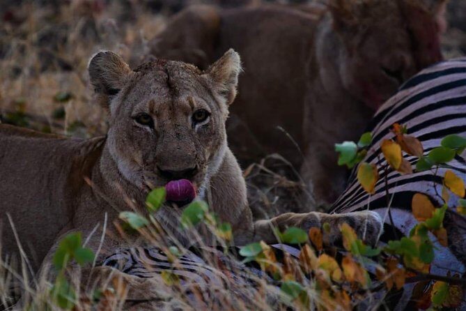 Kruger National Park Full Day Tour Minimum 2people - The Itinerary: What to Expect on Your Day
