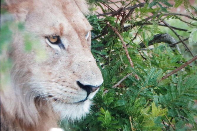 Kruger National Park Full Day Tour Minimum 2people - Final Thoughts
