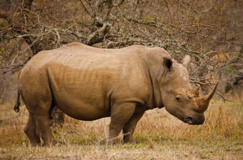 Kruger National Park: Half-Day Safari Game Drive - Who Should Consider This Tour?