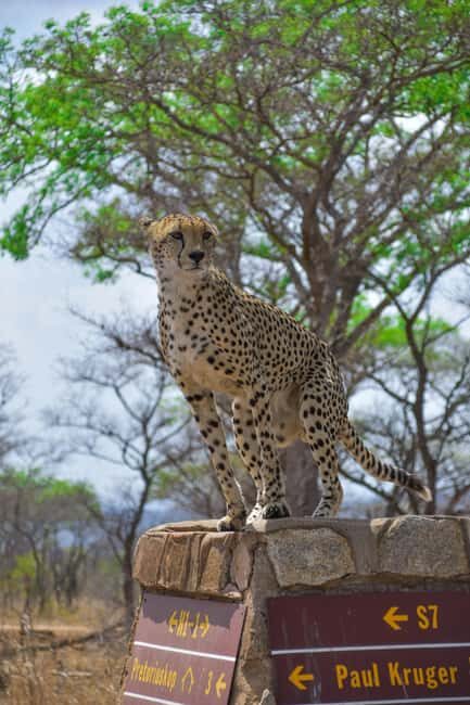 Kruger National Park half day - Exploring Kruger National Park Half-Day Tour: An Honest Look