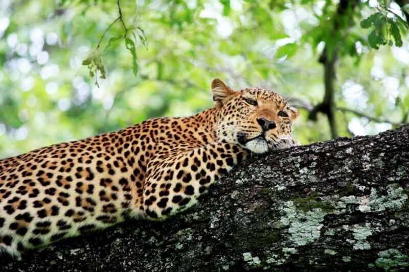 Kruger National Park half day - What’s Included and What’s Not