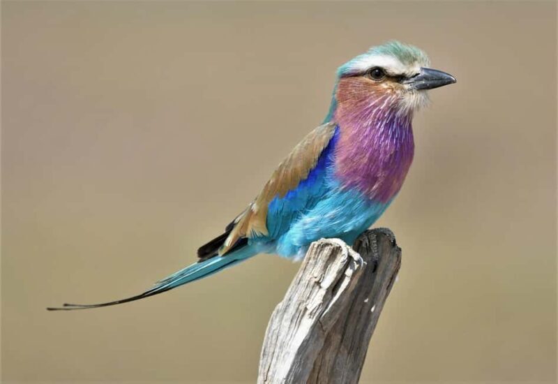 Kruger National Park half day - Practical Tips for Booking and Participating
