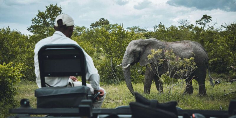 Kruger National Park half day - Authentic Experiences and Guest Feedback