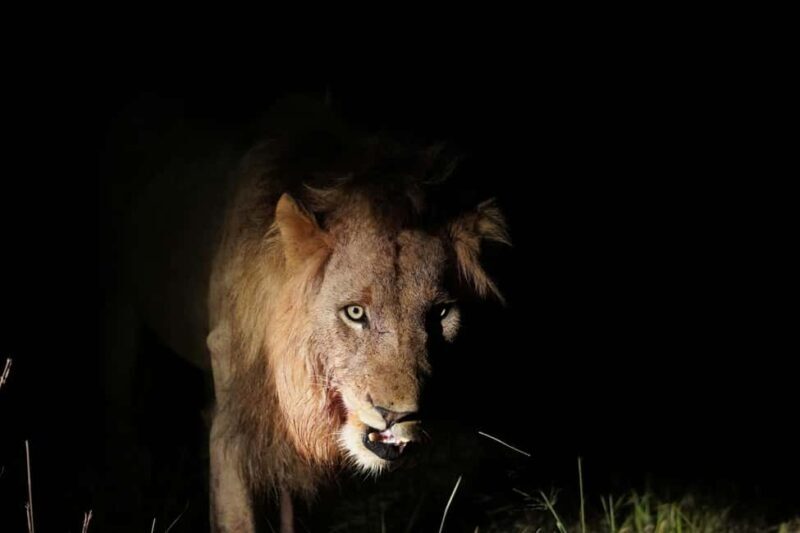 Kruger National Park half day - The Sum Up: Is This Tour Right for You?