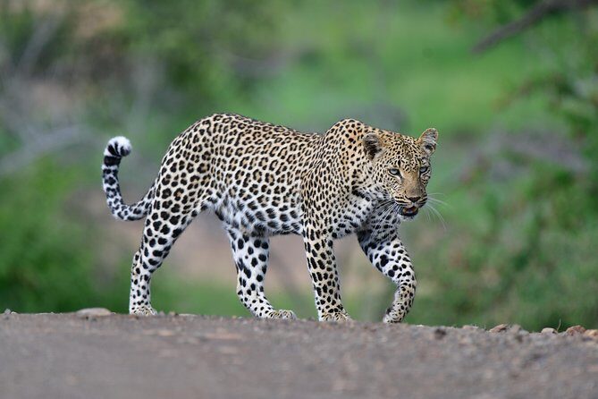 Kruger National Park l Private Afternoon Safari from Hazyview - Practical Tips for a Successful Safari