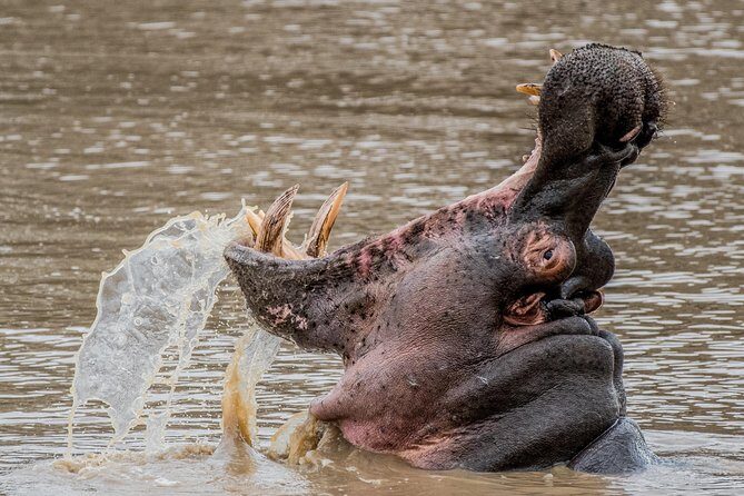 Kruger National Park l Private Afternoon Safari from Hazyview - Who This Tour Is Best For