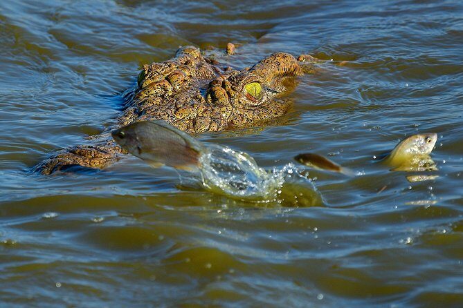 Kruger National Park l Private Afternoon Safari from Hazyview - FAQ