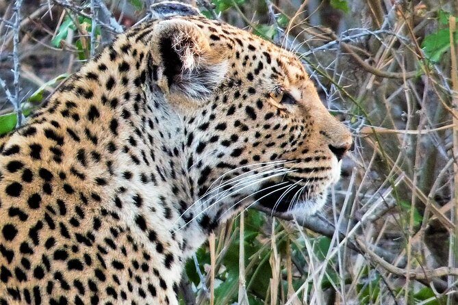 Kruger National Park Morning Game Drive from Hazyview - An In-Depth Look at the Kruger Morning Game Drive