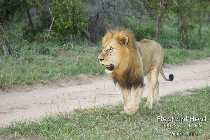 Kruger National Park Morning Game Drive from Hazyview - The Practical Side: What to Expect