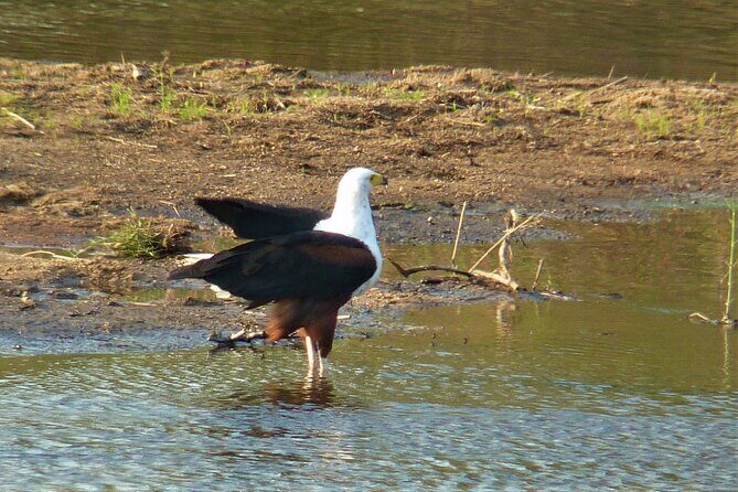 Kruger National Park Morning Game Drive from Hazyview - FAQs