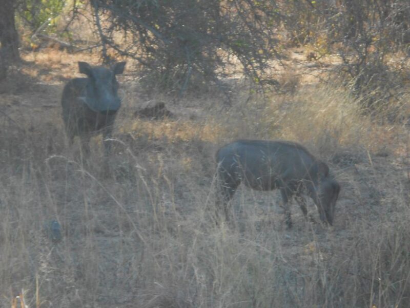 Kruger National Park Morning Safari - Key Points