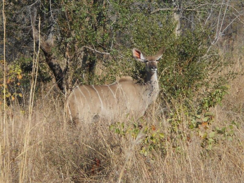 Kruger National Park Morning Safari - The Itinerary and What to Expect