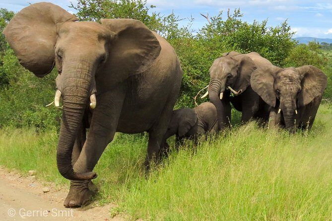 Kruger National Park - Private 3 day, 2 night safari trip. - Key Points