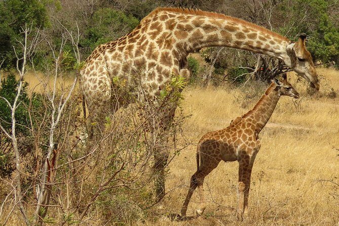 Kruger National Park - Private 3 day, 2 night safari trip. - A Deep Dive into the Safari Experience