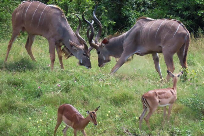 Kruger National Park - Private 3 day, 2 night safari trip. - The Guides: The Heart of the Experience