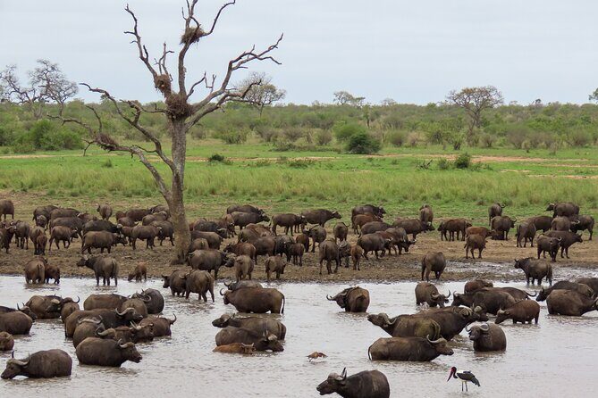 Kruger National Park - Private full day Safari trip. - The Itinerary in Detail