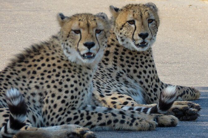 Kruger National Park - Private full day Safari trip. - What Makes This Safari Stand Out?