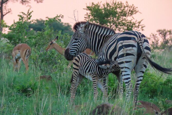Kruger National Park - Private full day Safari trip. - Practical Tips for Your Safari Day