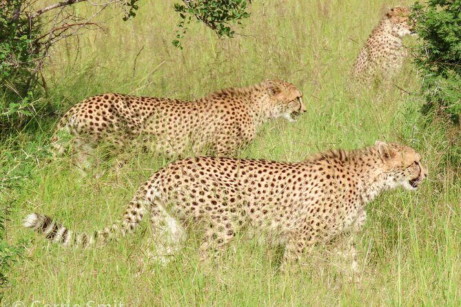 Kruger National Park - Private full day Safari trip. - Who Would Love This Tour?
