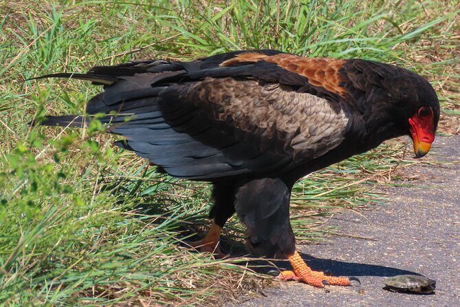 Kruger National Park - Private full day Safari trip. - Final Words