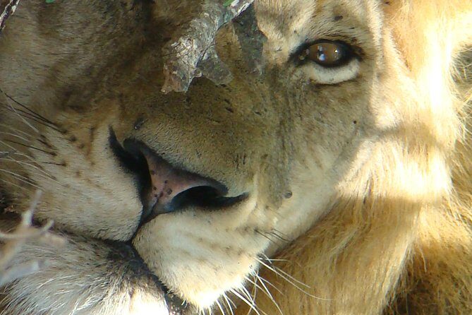 Kruger National Park Private Guided Tour - Who Should Consider This Tour?