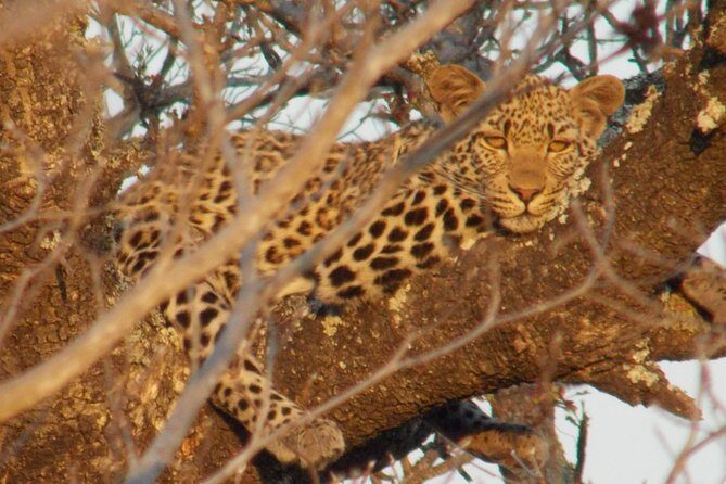 Kruger National Park - Private Sunrise Half day Safari trip. - What Makes This Safari Stand Out