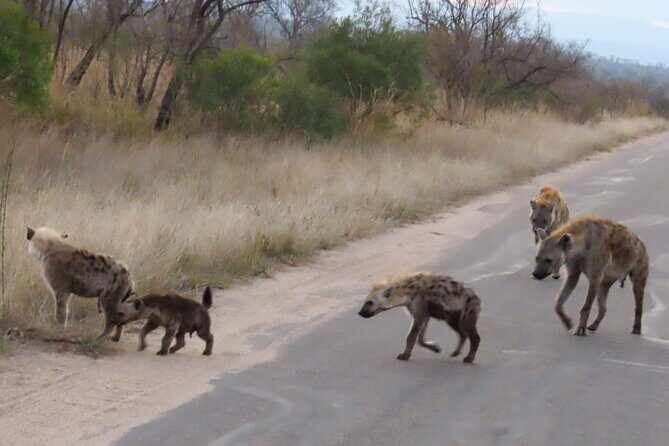 Kruger National Park - Private Sunrise Half day Safari trip. - The Value of Expert Guides and Private Vehicles