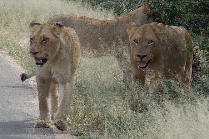 Kruger National Park - Private Sunrise Half day Safari trip. - Pricing and What You’re Paying For