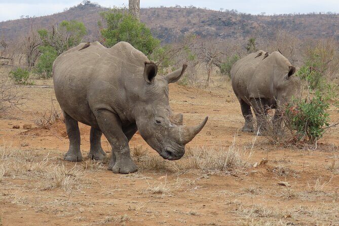 Kruger National Park - Private Sunrise Half day Safari trip. - What Past Guests Say