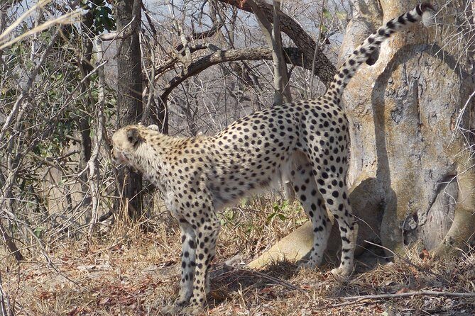 Kruger National Park - Private Sunrise Half day Safari trip. - The Sum Up: Who Will Love This Safari?