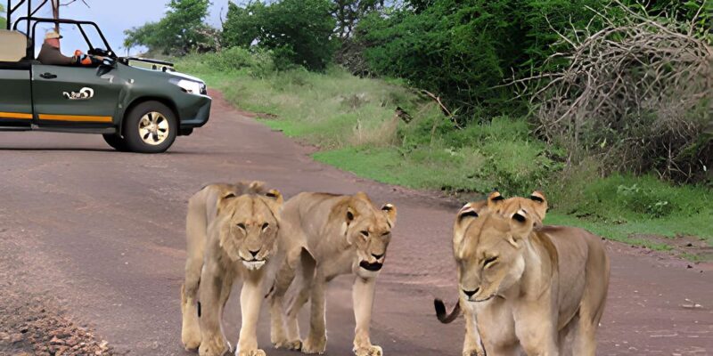 Kruger National Park Safari (Full Day) - An In-Depth Look at the Kruger Full-Day Safari