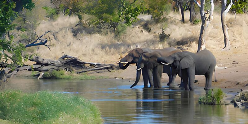 Kruger National Park Safari (Full Day) - FAQ Section