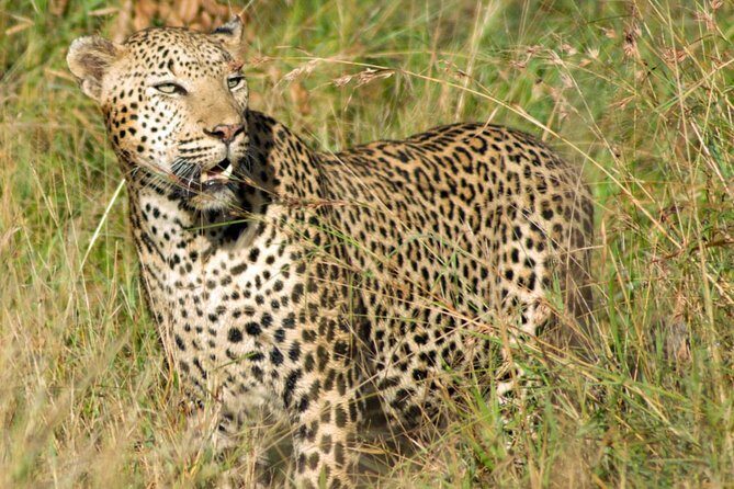 Kruger National Park, Safari Game Drive. - Who Will Love This Tour?