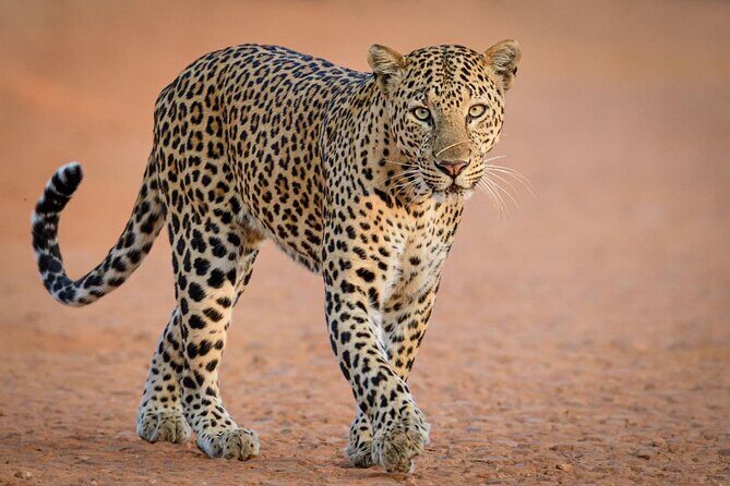 Kruger National Park, Safari Game Drive. - The Sum Up