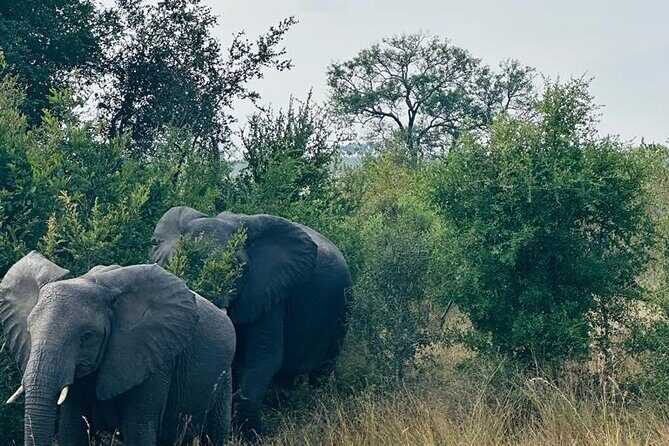 Kruger National Park, Safari Game Drive. - FAQ