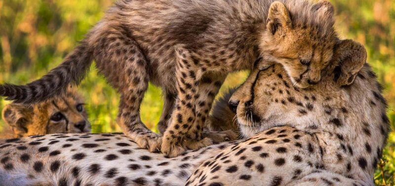 Kruger National Park: Safari & Panorama Route - Key Points