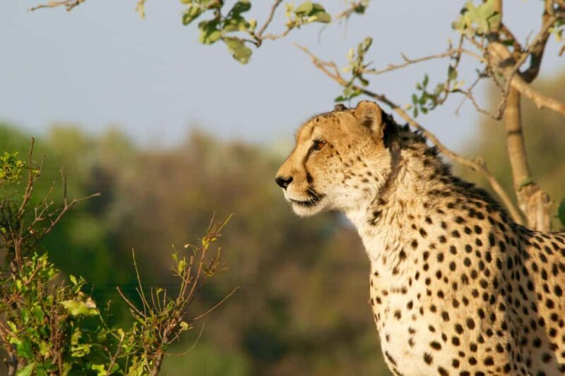 Kruger National Park: Safari & Panorama Route - A Deep Dive into the Experience