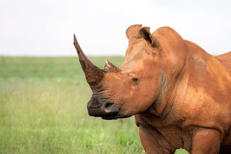 Kruger National Park: Safari & Panorama Route - The Value of the Experience